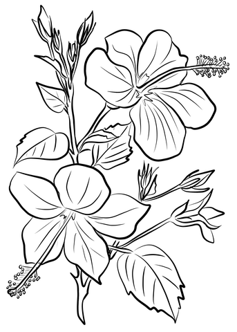 Hibiscus coloring pages printable for free download