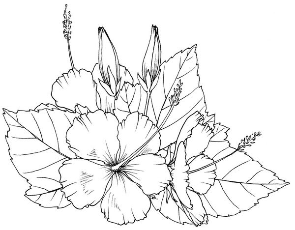 Coloring pages hibiscus coloring pages