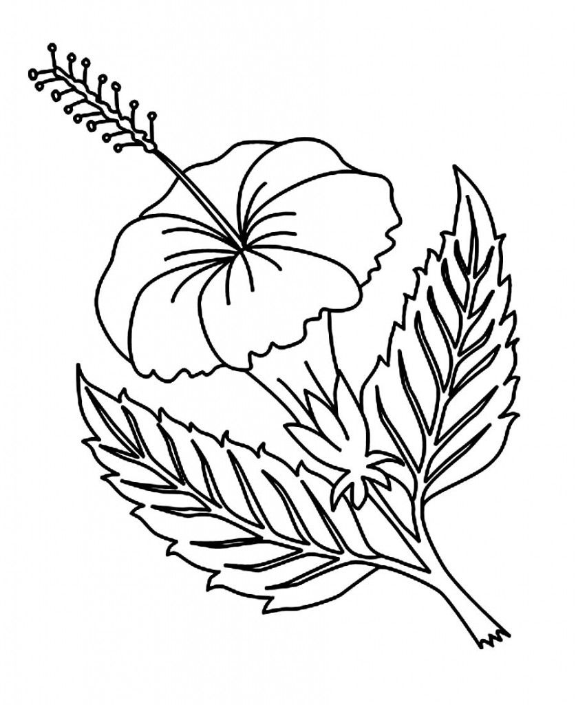 Free printable hibiscus coloring pages for kids flower coloring pages mandala coloring pages coloring pages