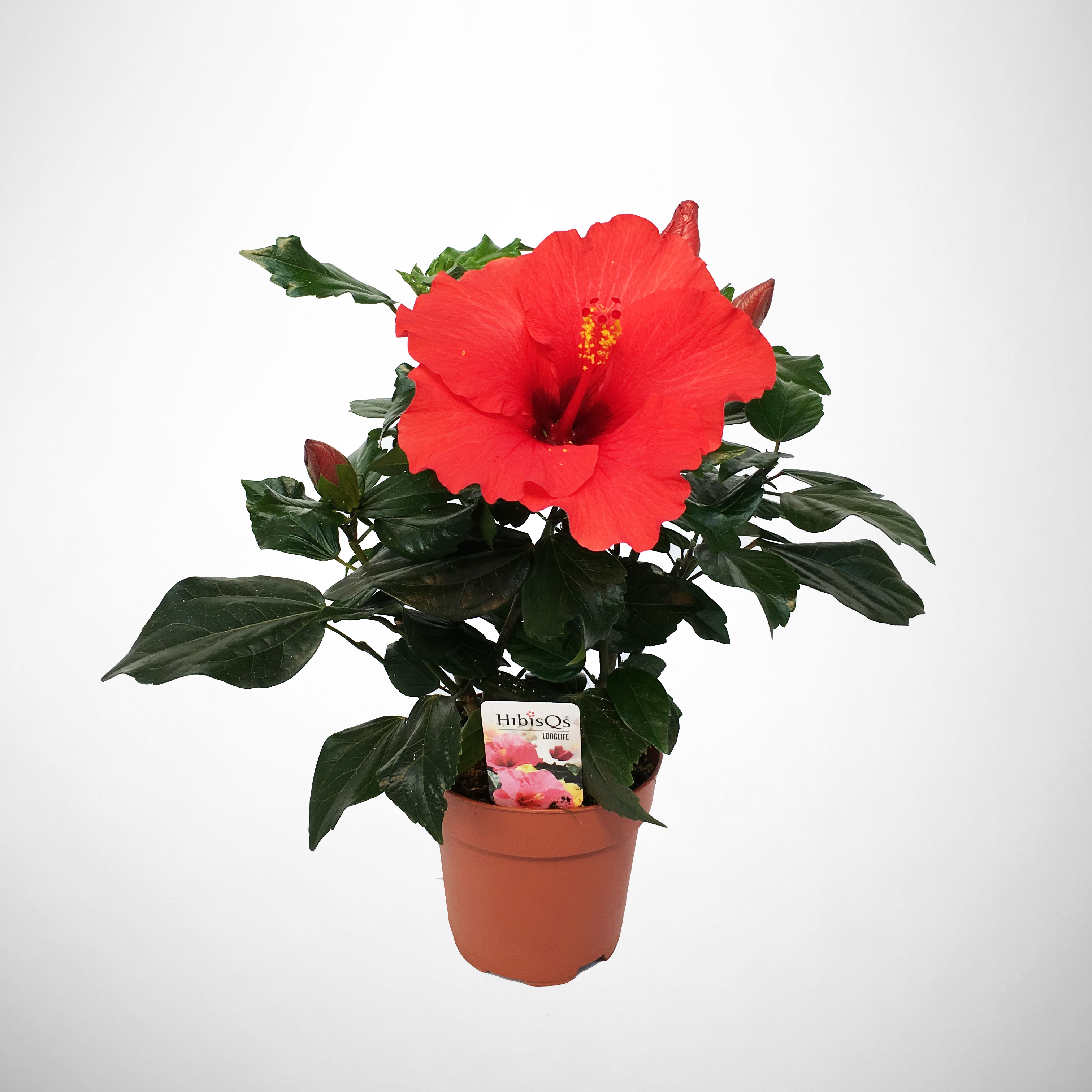 Hibiscus rosa