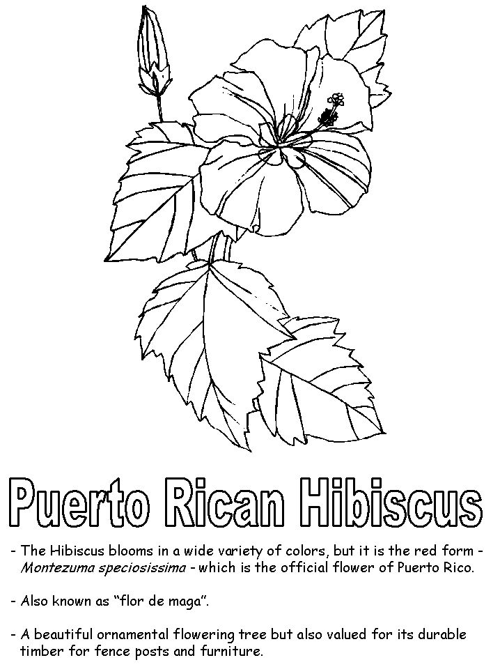 Puerto rican hibiscus coloring pages flower coloring pages free coloring pages flag coloring pages