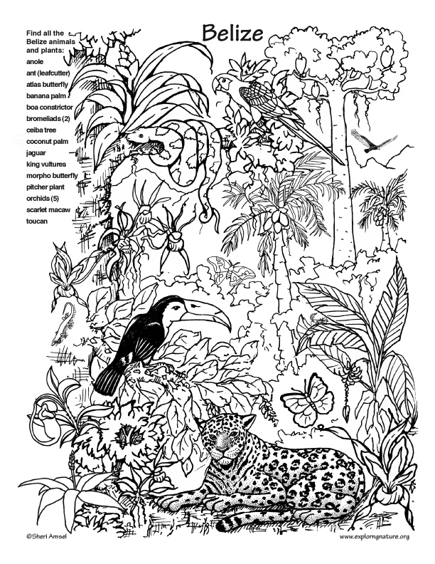 Belize rainforest hidden picture and coloring page