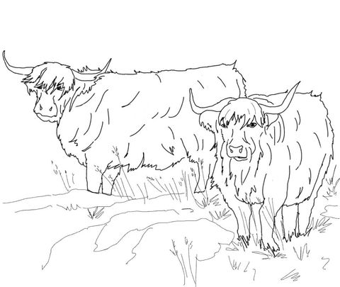 Scottish highland cattle coloring page free printable coloring pages coloring pages cow coloring pages highland cattle