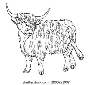 Highland cow drawing photos and images