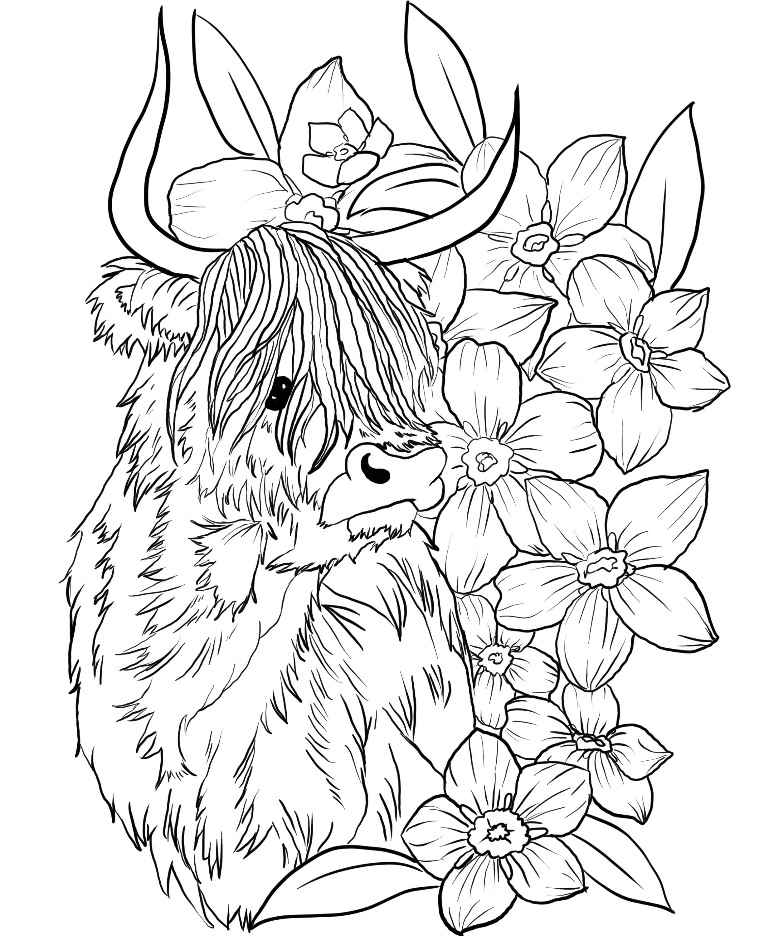 Highland cow downloadable coloring page