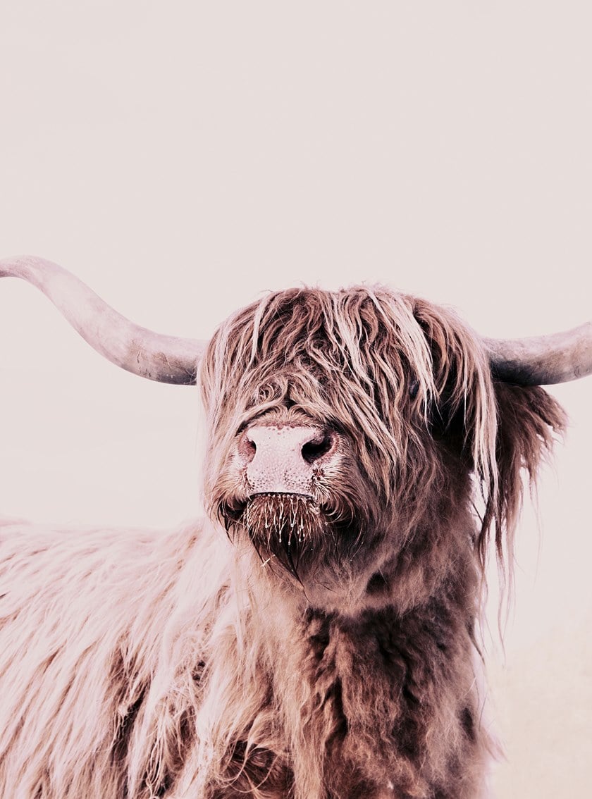 Download Free 100 + highland cow wallpaper