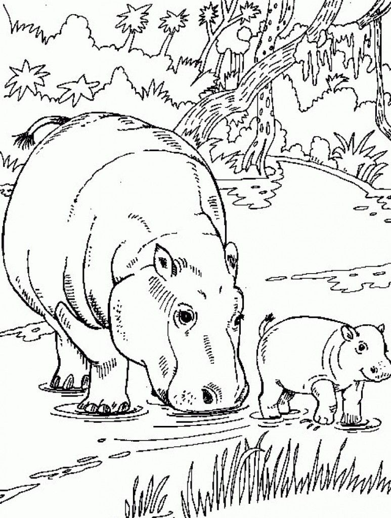 Free printable hippo coloring pages for kids animal coloring pages jungle coloring pages coloring pages