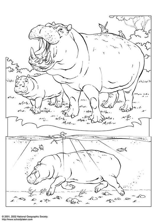 Coloring page hippopotamus