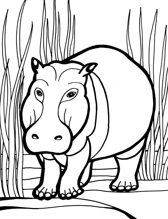 Hippopotamus hippo coloring page