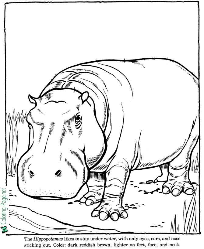 Hippopotamus hippo coloring pages zoo