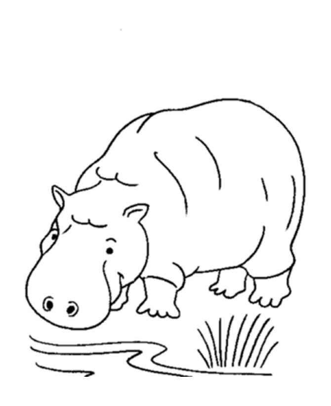 Free printable hippo coloring pages for kids jungle coloring pages zoo animal coloring pages animal coloring books