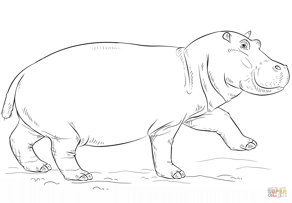 Cute hippo coloring page free printable coloring pages