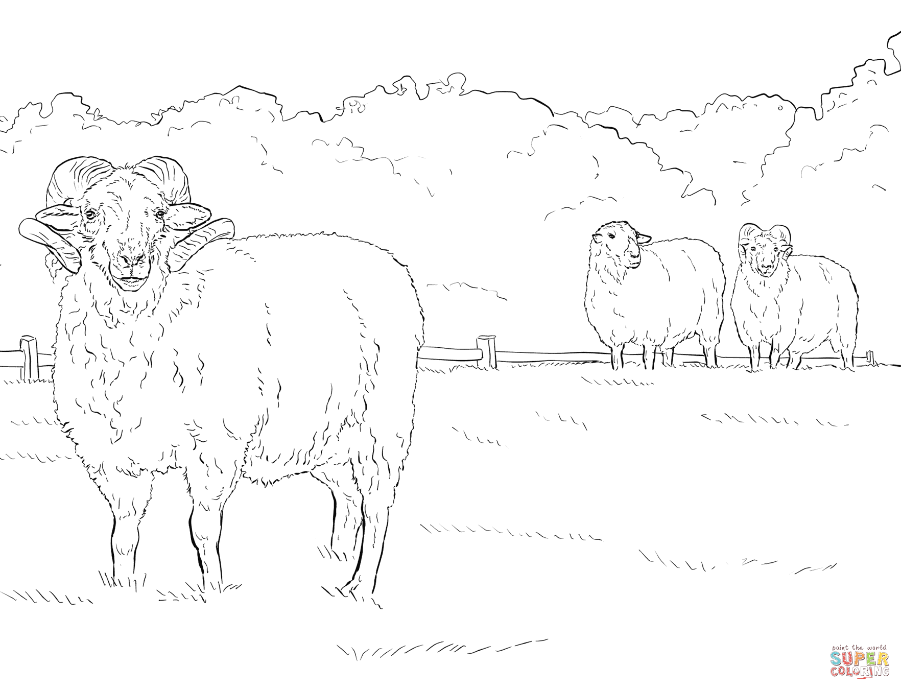 Hog island sheep coloring page free printable coloring pages