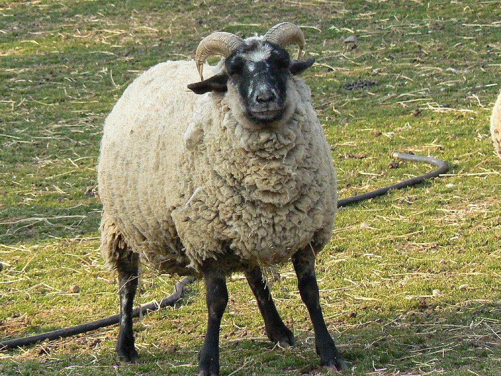 Filehog island sheep at mt vernon jpg