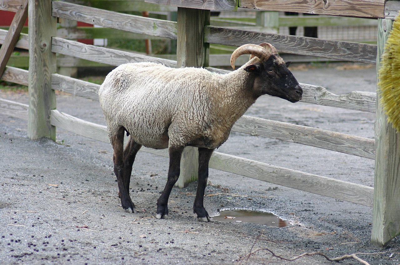 Filehog island sheep at norfolk zoojpg
