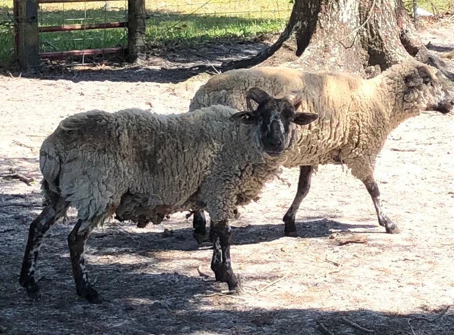 Washed hog island fiberlocks of rare breed wool fresh and clean sese stamp included oz