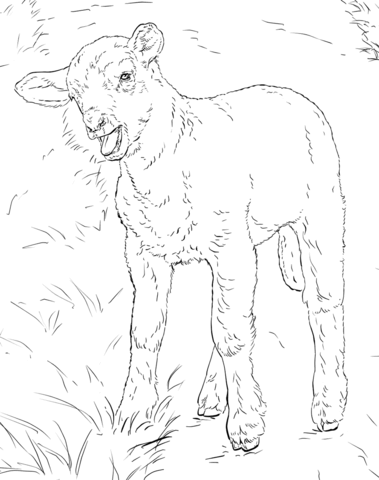 Lamb coloring page free printable coloring pages