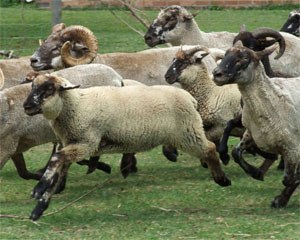 Hog island sheep oklahoma state university