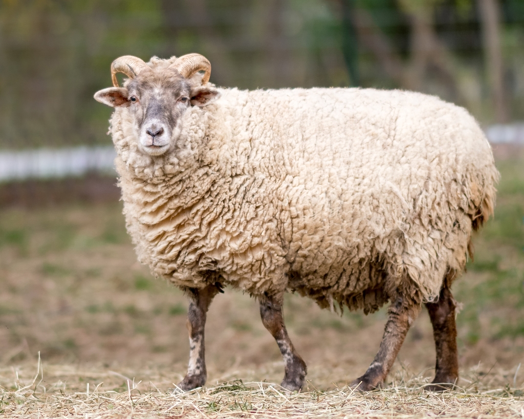 Hog island sheep â baltimore wool pany