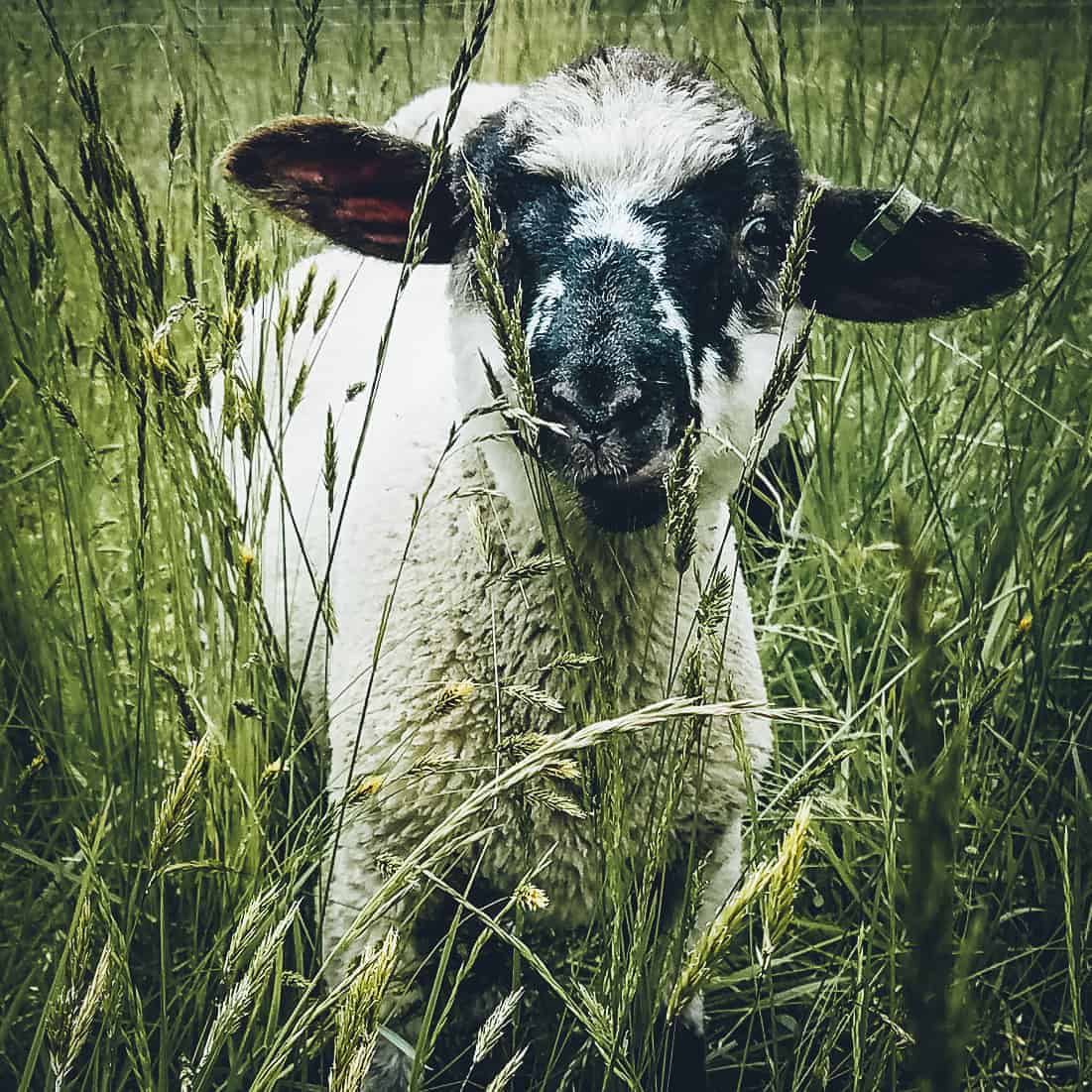 Please draw me a sheep the history of the hog island sheep