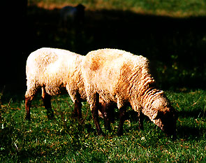 Hog island sheep oklahoma state university