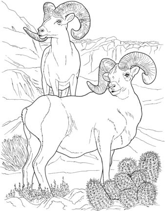 Desert bighorn sheep coloring page supercoloring animal coloring pages coloring pages coloring books