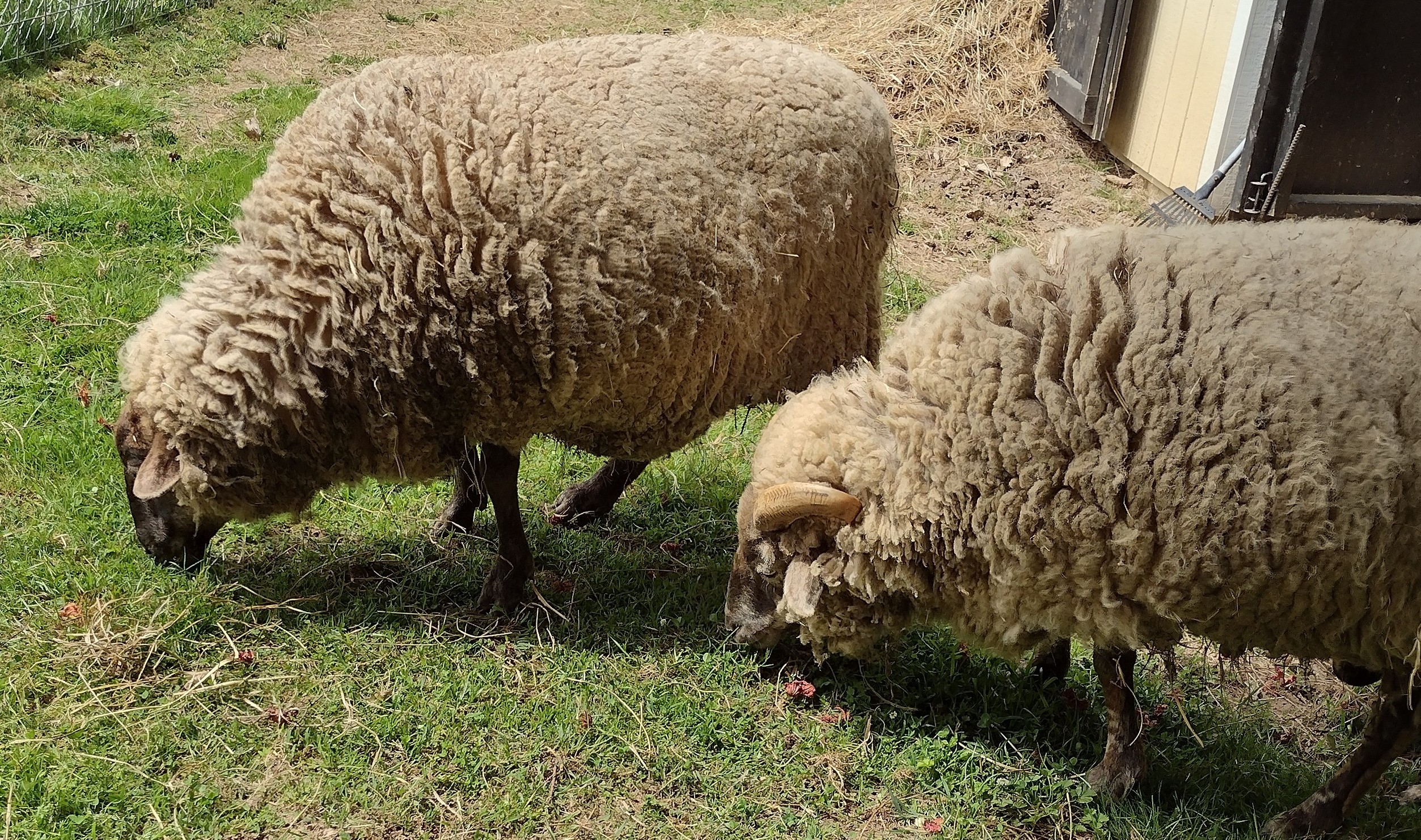 Hog island sheep â baltimore wool pany