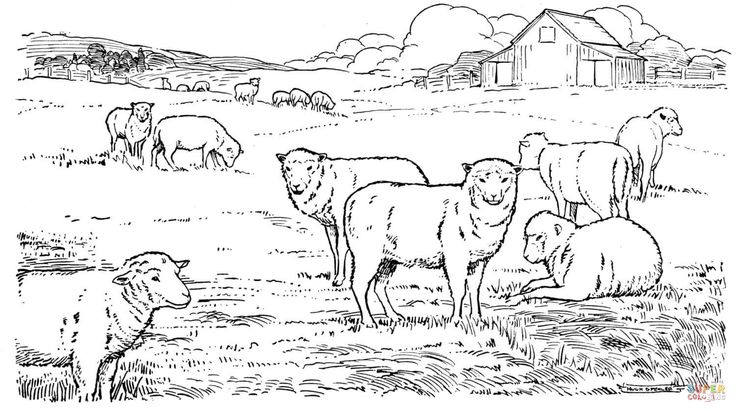 Sheep herd coloring page from sheep category select from printable crafts of cartoons nature animals bible and â sheep drawing herding sheep sheep art
