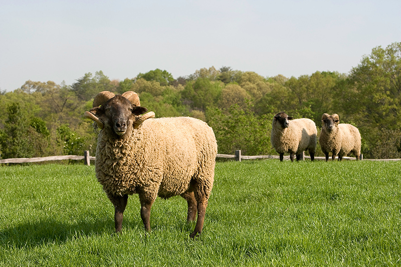 Hog island sheep oklahoma state university