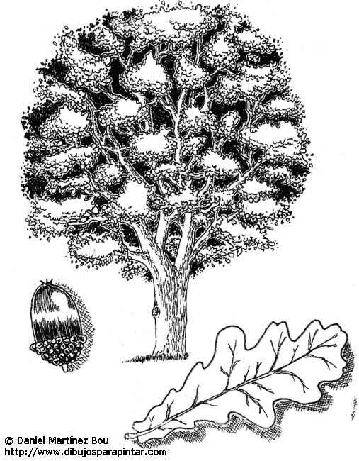 Oak characteristics â botanical online