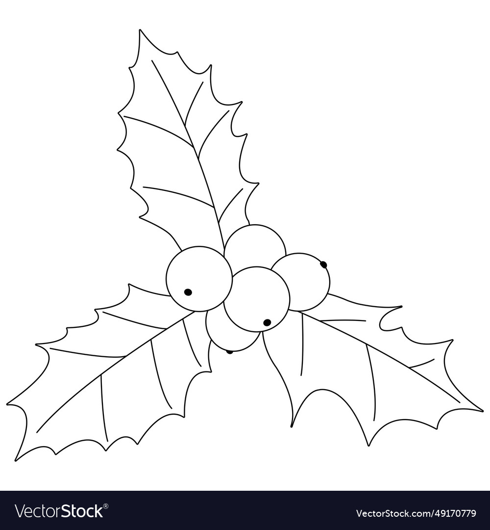 Holly berry sprig coloring page royalty free vector image