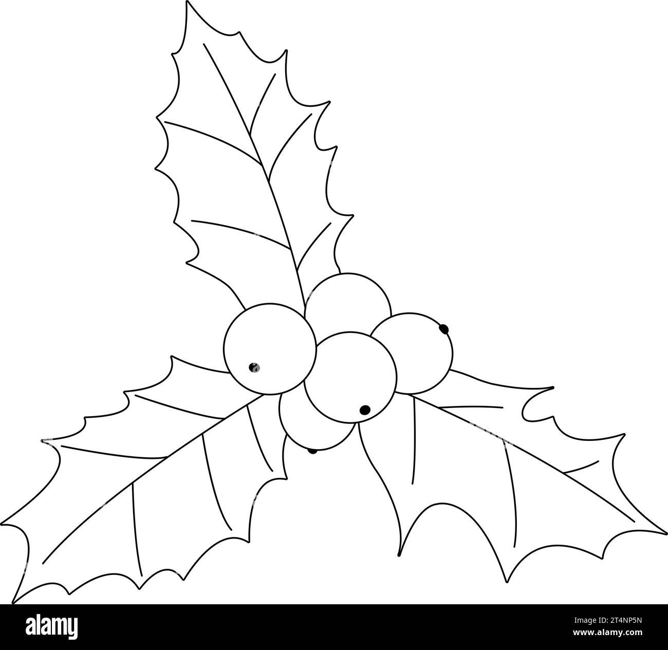 Holly illustration black and white cut out stock images pictures