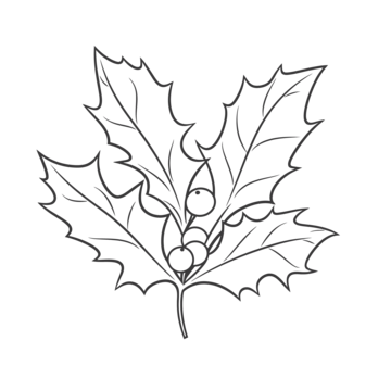 Holly leaves drawing png transparent images free download vector files