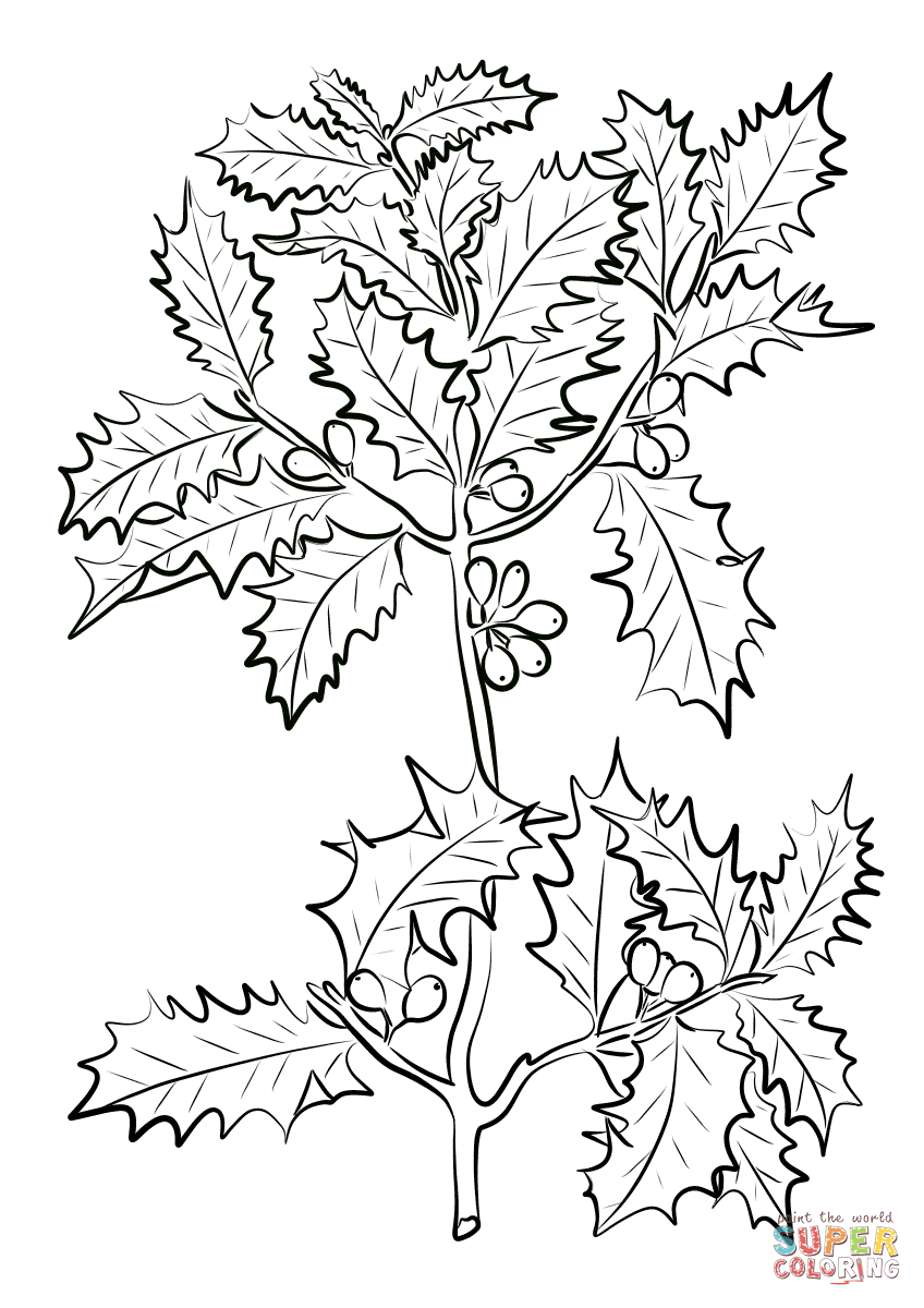 Holly coloring page free printable coloring pages