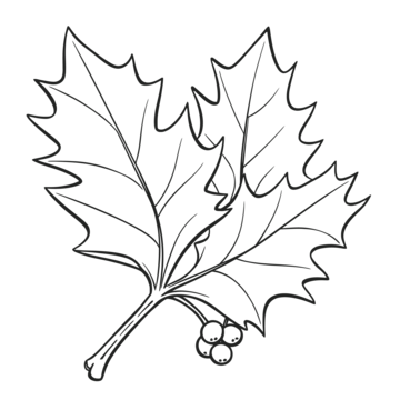 Holly leaves drawing png transparent images free download vector files