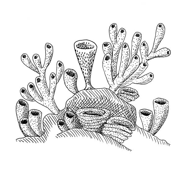 Fossil sponges holy porifera batman