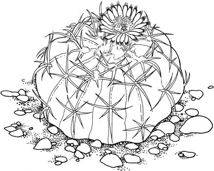 Drawing cactus homalocephala texensis or horse crippler cactus cactus drawing flower coloring pages coloring pages