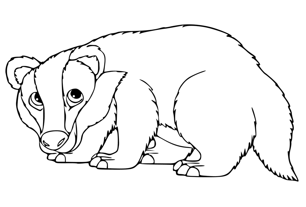 Badger coloring animal coloring pages coloring pages football coloring pages