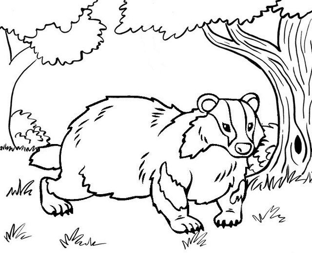 Best badger coloring pages for kids animal coloring pages coloring pages cute coloring pages