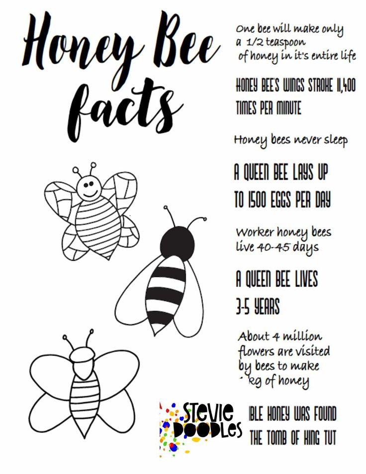 Honey bee facts