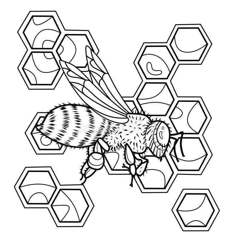 Honeyb coloring stock illustrations â honeyb coloring stock illustrations vectors clipart
