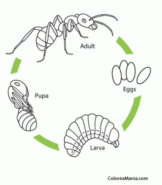 Colorear hormiga ciclo de vida insectos dibujo para colorear gratis actividades de insectos ciclos de vida hormigas