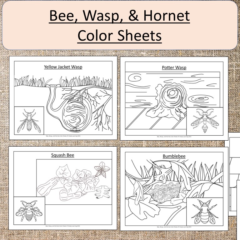 Bee wasp and hornet color sheets summer spring made by teachers