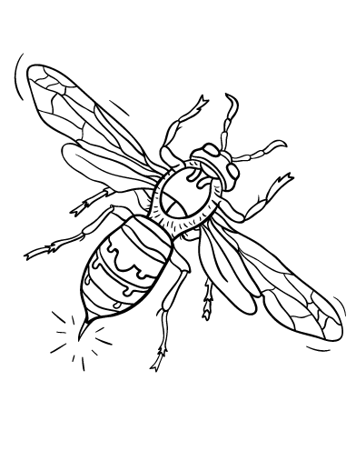 Free hornet coloring page