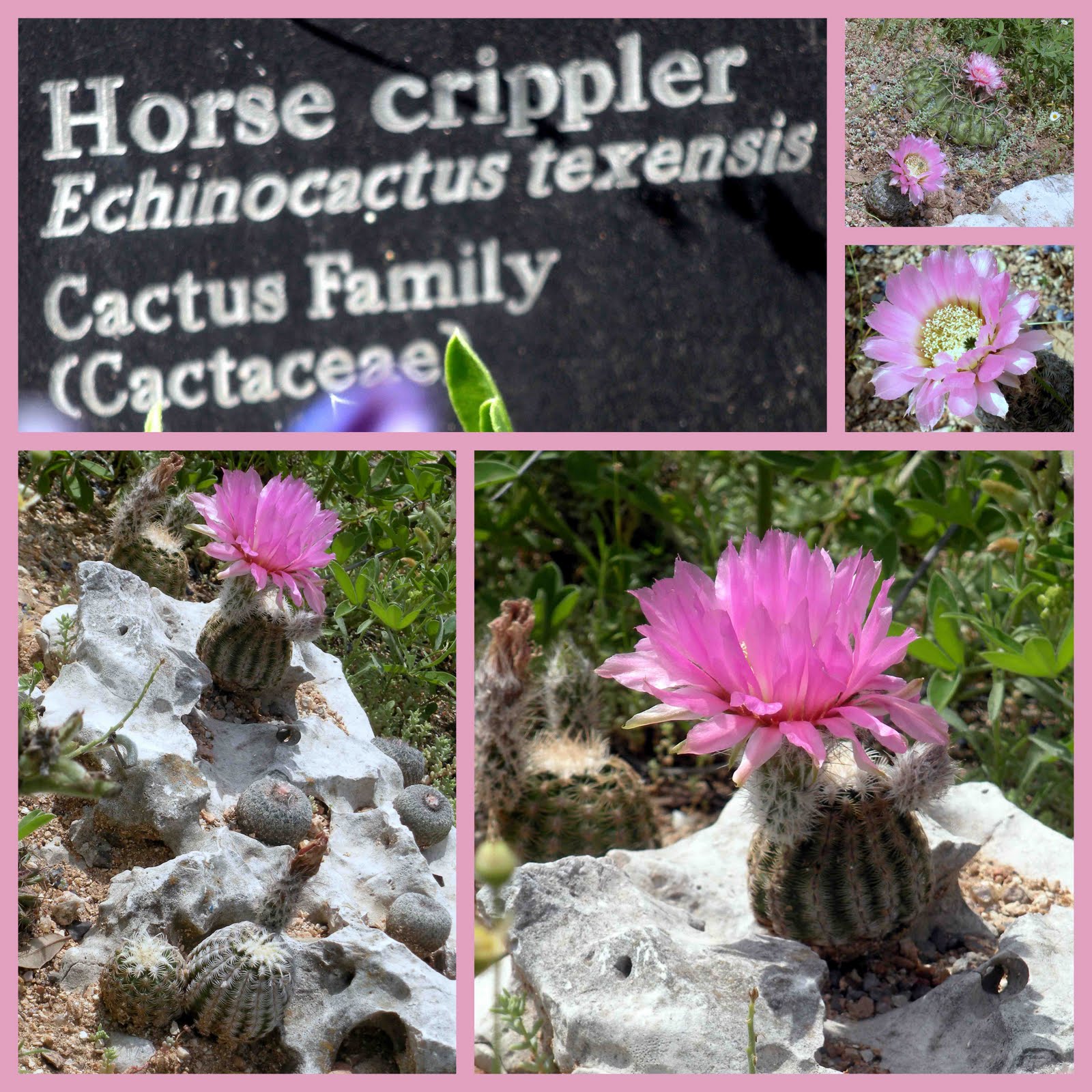 Hyacinths for the soul pretty in pink the horse crippler