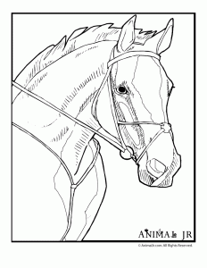 Horse coloring pages animal jr