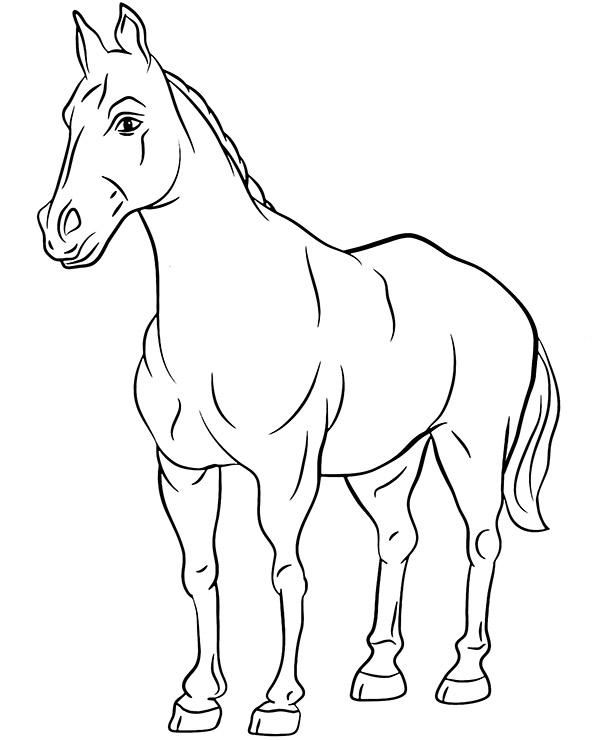 Real horse coloring page
