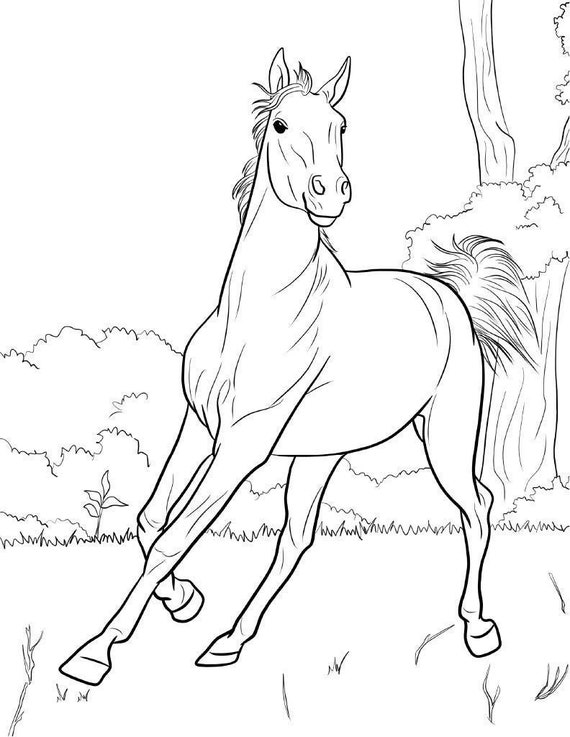 Adult coloring page instant download beautiful horses printable