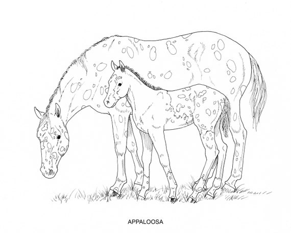 Printable set of horse breed coloring pages digital download