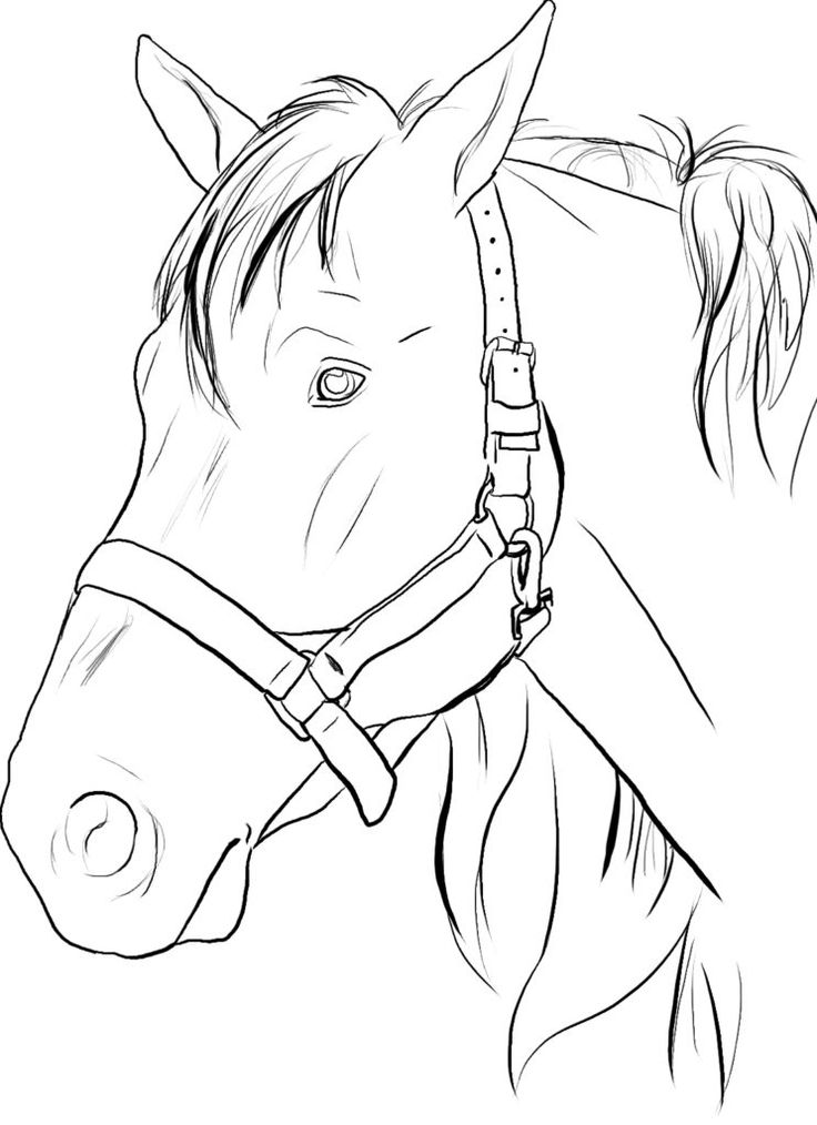 Printable coloring pages horse coloring pages horse coloring coloring pages